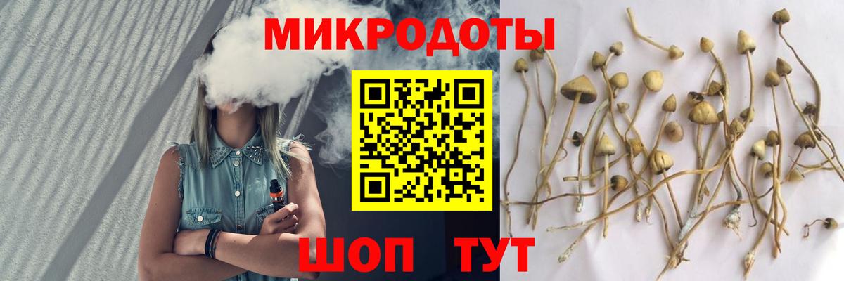 Псилоцибиновые грибы Psilocybe Волгоград